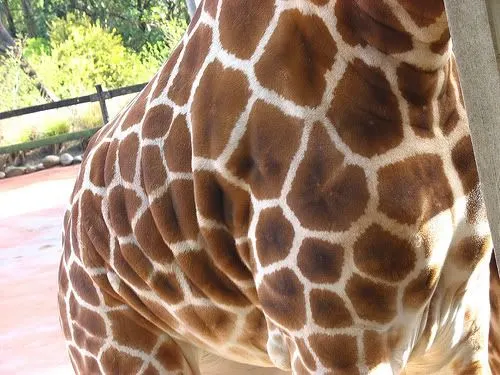 Giraffe pattern