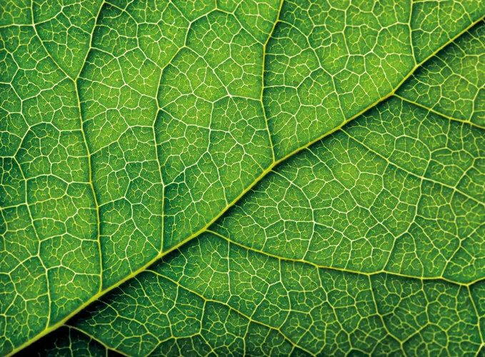 Leaf veins